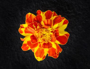 Siyah arka planda güzel bir çiçek. Kapat..