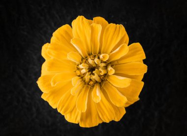 Siyah arka planda narin bir çiçek. Stüdyo çekimi.