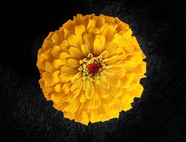 Siyah arka planda bir çiçek. - Yakın çekim. Doğa.