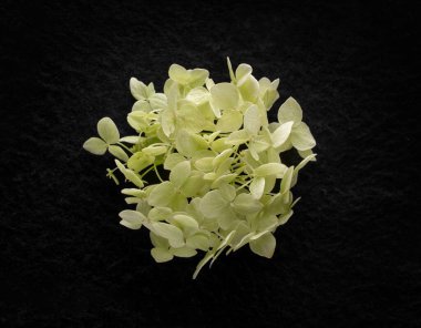 Siyah arka planda güzel bir çiçek. Düz yatış, üst görünüm.