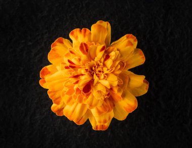 Siyah arka planda çiçeğin stüdyo çekimi. Tasarım için. Doğa.