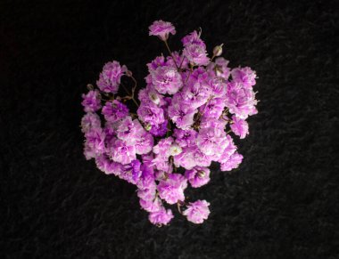 Siyah arka planda güzel bir çiçek. Düz yatış, üst görünüm.