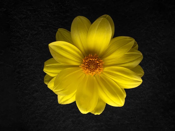 Siyah arka planda çiçeğin stüdyo çekimi. Makro atış.