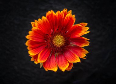 Siyah arka planda çiçeğin stüdyo çekimi. - Yakın çekim. Doğa.