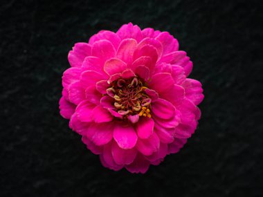 Siyah arka planda bir çiçek. Karanlık bir arka planda.