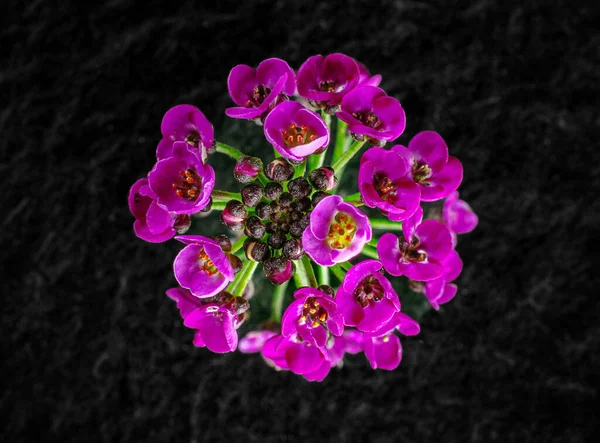 Beautiful flower on black background. Macro shoot. — Stock Photo, Image