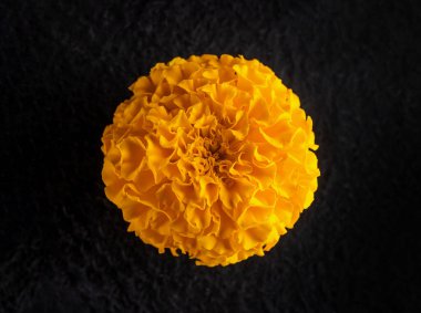 Siyah arka planda narin bir çiçek. Seçici odak.