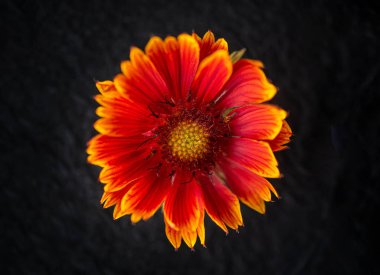 Siyah arka planda güzel bir çiçek. - Yakın çekim. Doğa.