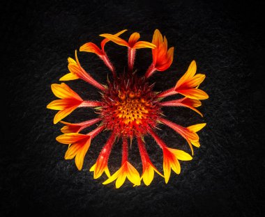 Siyah arka planda bir çiçek. Tasarım için. Doğa.