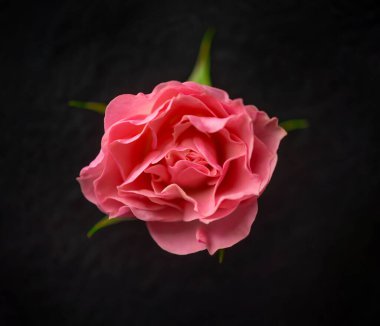 Siyah arka planda çiçeğin yakın plan görüntüsü. Tasarım için. Doğa.