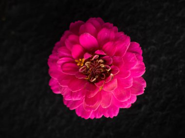 Siyah arka planda çiçeğin stüdyo çekimi. Yakın çekim..