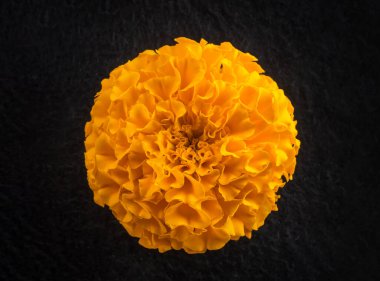 Siyah arka planda çiçeğin stüdyo çekimi. Dekoratif çiçekler.