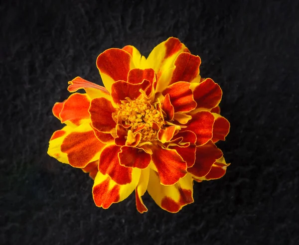 Siyah arka planda bir çiçeğin üst görüntüsü. Makro fotoğraf.