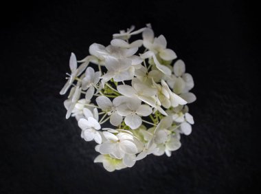 Siyah arka planda bir çiçek. Karanlık bir arka planda.