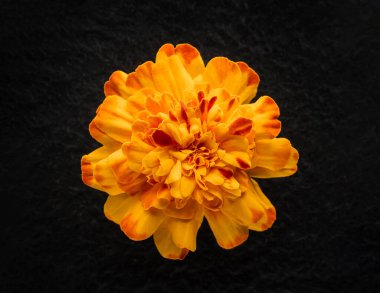 Siyah arka planda narin bir çiçek. Siyah arkaplanda.