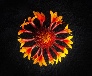 Siyah arka planda çiçeğin stüdyo çekimi. Makro atış.