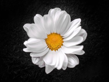 Siyah arka planda çiçeğin yakın plan görüntüsü. Stüdyo çekimi.