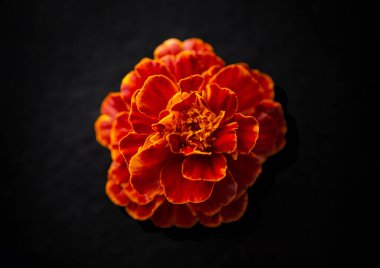 Siyah arka planda bir çiçek. Yukarıdan Fotoğraf.