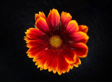 Siyah arka planda narin bir çiçek. Düz yatış, üst görünüm.