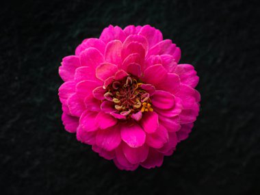 Siyah arka planda çiçeğin stüdyo çekimi. Dekoratif çiçekler.