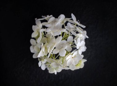 Siyah arka planda bir çiçeğin üst görüntüsü. Kapat..