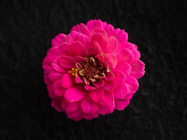 Siyah arka planda narin bir çiçek. Karanlık bir arka planda.