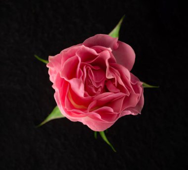 Siyah arka planda güzel bir çiçek. Yukarıdan Fotoğraf.