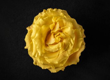 Siyah arka planda bir çiçek. Stüdyo çekimi.