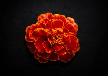 Siyah arka planda güzel bir çiçek. Karanlık bir arka planda.