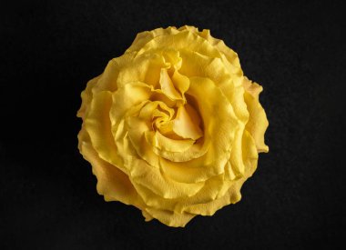 Siyah arka planda bir çiçek. Makro fotoğraf.