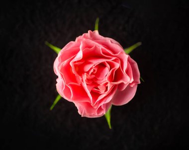 Siyah arka planda narin bir çiçek. - Yakın çekim. Doğa.