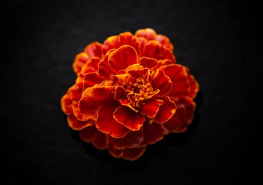 Siyah arka planda çiçeğin stüdyo çekimi. Yakın çekim..