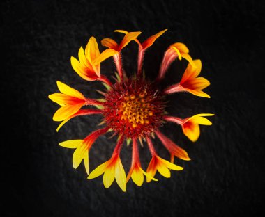 Siyah arka planda bir çiçek. Yukarıya bak.