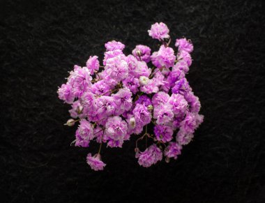 Siyah arka planda bir çiçeğin üst görüntüsü. Siyah arkaplanda.