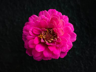 Siyah arka planda narin bir çiçek. Siyah arkaplanda.