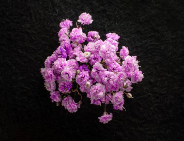 Siyah arka planda bir çiçeğin üst görüntüsü. Parlak ve güzel bir çiçek.