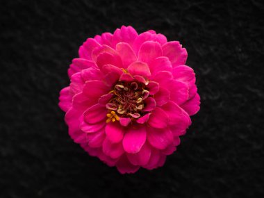 Siyah arka planda bir çiçeğin üst görüntüsü. Yakın çekim..