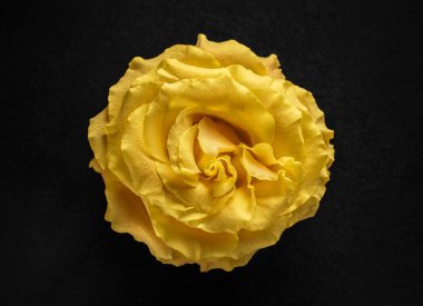 Siyah arka planda bir çiçek. Stüdyo çekimi.