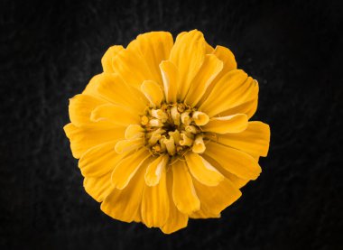 Siyah arka planda çiçeğin stüdyo çekimi. Seçici odak.