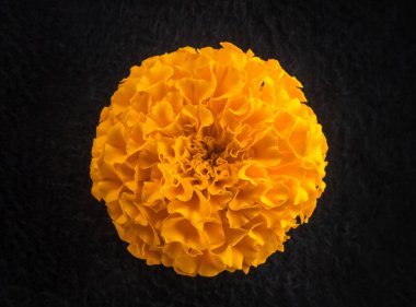 Siyah arka planda çiçeğin stüdyo çekimi. Siyah arkaplanda.