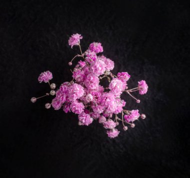 Siyah arka planda narin bir çiçek. Tasarım için. Doğa.