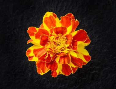 Siyah arka planda çiçeğin stüdyo çekimi. Yukarıya bak.