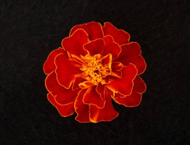 Siyah arka planda bir çiçeğin üst görüntüsü. Yukarıdan görüntüle.