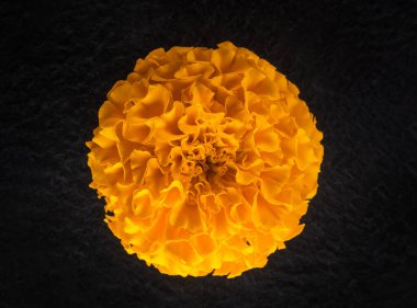 Siyah arka planda bir çiçeğin üst görüntüsü. Yukarıya bak.