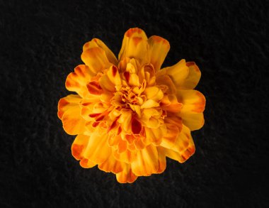 Siyah arka planda güzel bir çiçek. Karanlık bir arka planda.