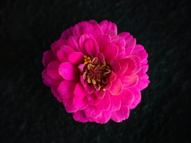 Siyah arka planda çiçeğin stüdyo çekimi. Stüdyo çekimi.