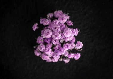 Siyah arka planda çiçeğin stüdyo çekimi. Siyah arkaplanda.