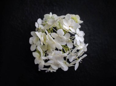 Siyah arka planda güzel bir çiçek. Düz yatış, üst görünüm.