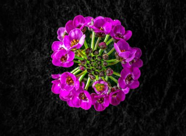 Siyah arka planda narin bir çiçek. - Yakın çekim. Doğa.