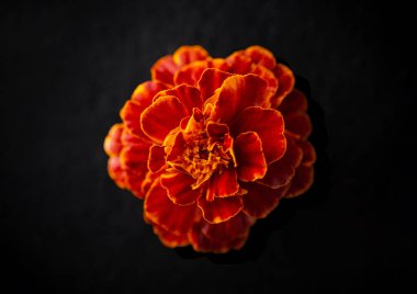 Siyah arka planda narin bir çiçek. Düz yatış, üst görünüm.